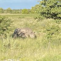 Le rhino