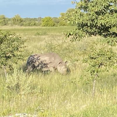 Le rhino