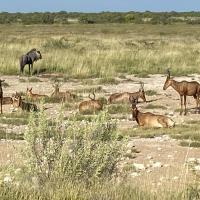 Les Impalas