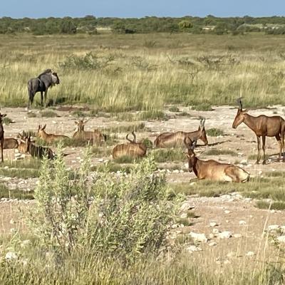 Les Impalas