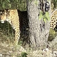 le leopard