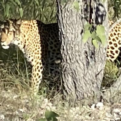 le leopard