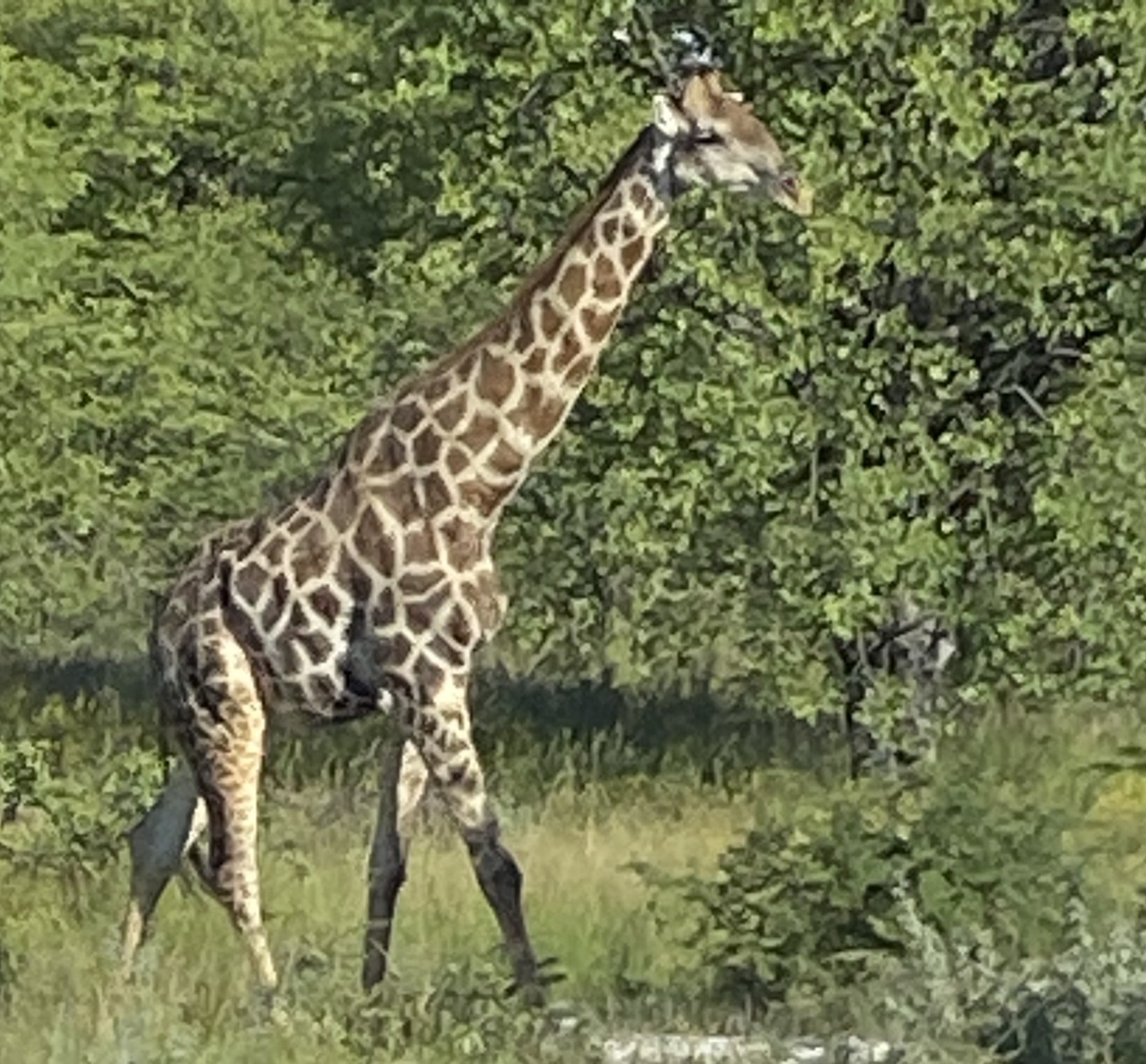 La Girafe