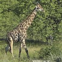 La Girafe