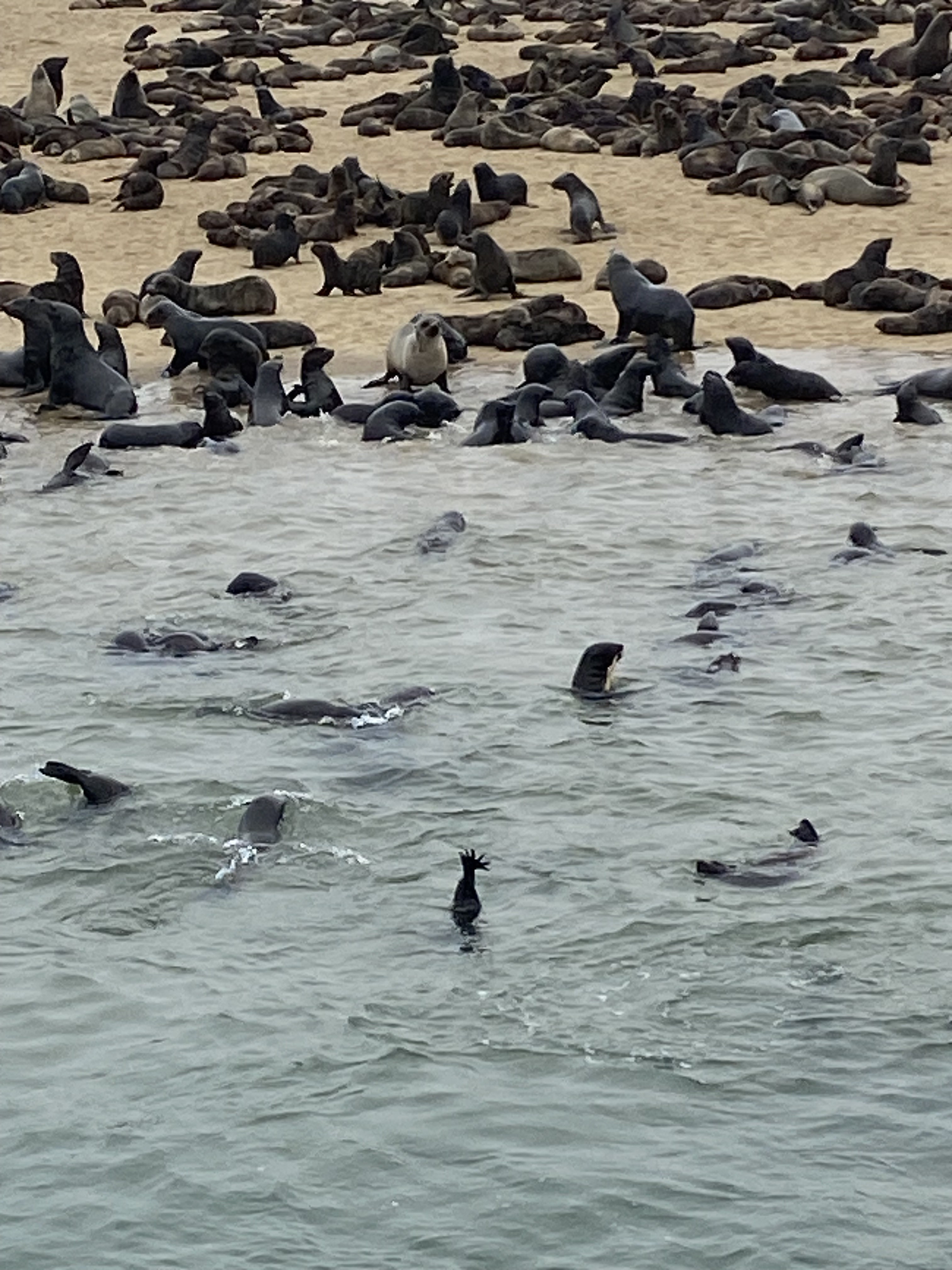 Les Otaries