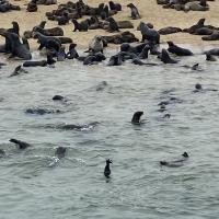 Les Otaries